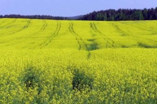 Полимерная глина самозастывающая поделки 87