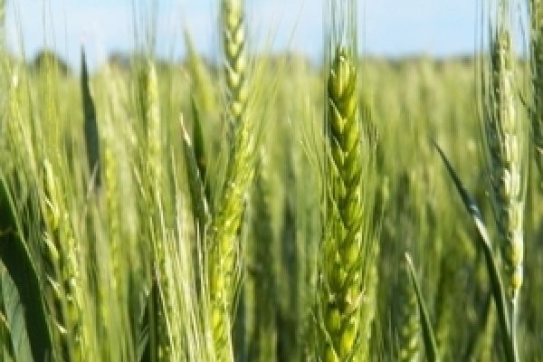 55 тыс. т украинской пшеницы закупил Пакистан