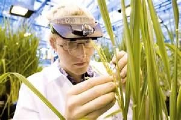 Bayer CropScience представит улучшенные сорта сои и пшеницы