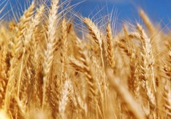Избежать потерь из-за конкуренции Украине, России и Казахстану поможет создание зернового пула — эксперт
