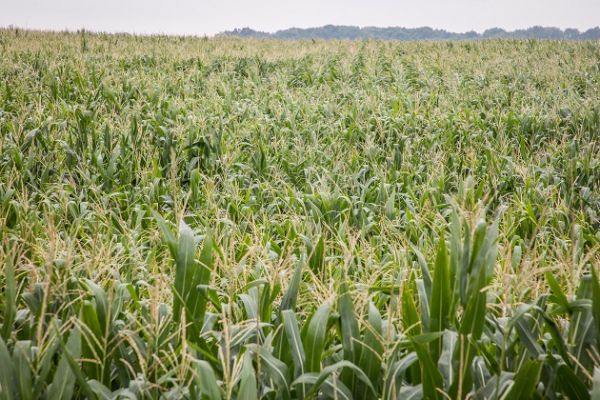 В Харьковской области наблюдается хорошее состояние посевов кукурузы