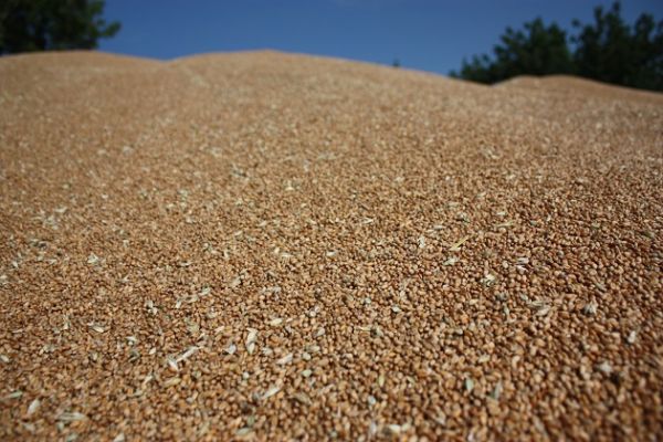 Рекордный урожай пшеницы в России стал причиной снижения цен на зерновые 