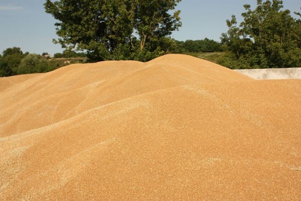 В Украине запасы пшеницы составили 16,78 млн т