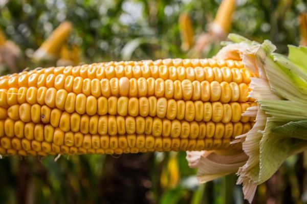 Мировое производство кукурузы в 2017/18 МГ составит 1,038 млрд т