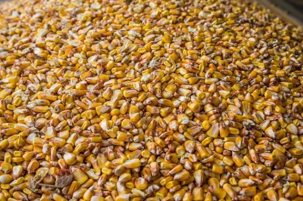 Мировой экспорт кукурузы в сентябре составил 11,5 млн т
