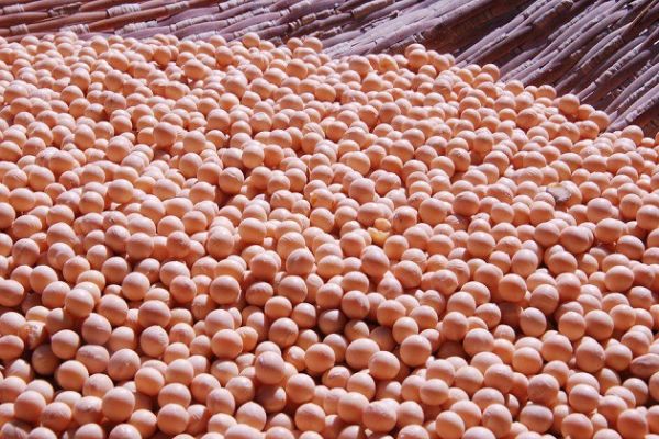 Запасы соевых бобов в Аргентине по состоянию на конец сентября оцениваются в 27,6 млн т