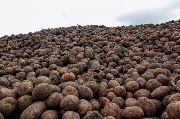 Украина за январь-октябрь импортировала 4 тыс. т картофеля