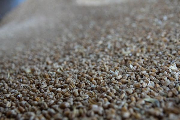 Запасы пшеницы в Украине составили 12 млн т