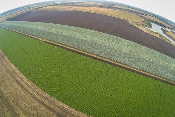 В Полтавской области посевы озимой пшеницы находятся в хорошем состоянии