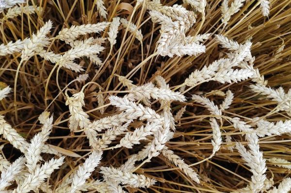 Производство пшеницы