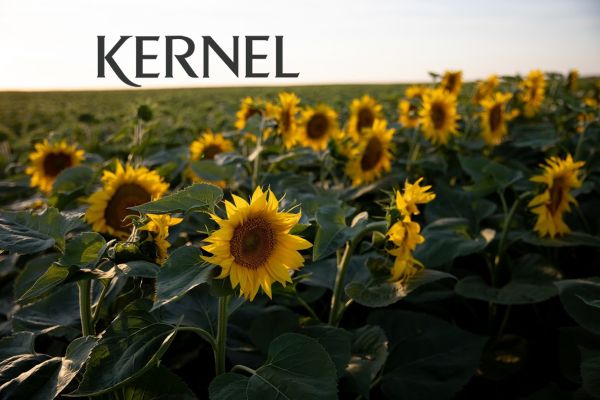 Sunflower field in Ukraine