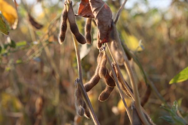 Soybean plant