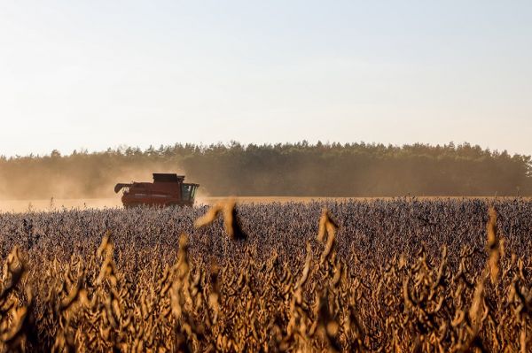Soybean field in Ukraine