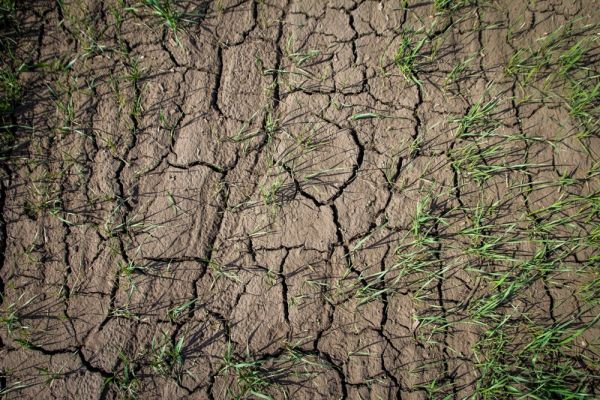 Засуха в Украине
