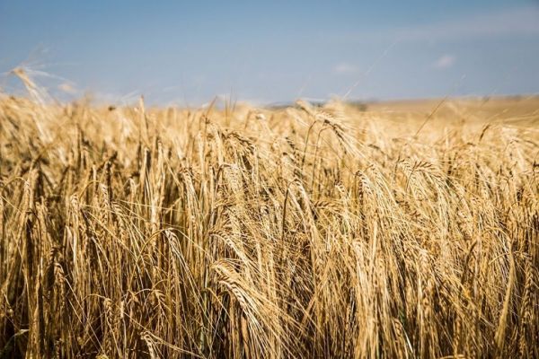 Barley field in Ukraine