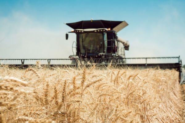 Wheat new harvest