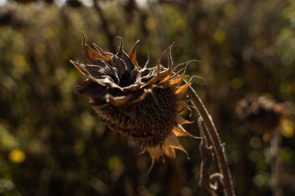 Sunflower crops