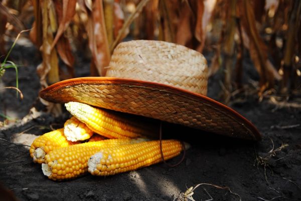Corn harvesting in Ukraine