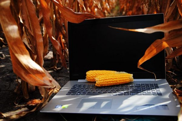 Поле Украины, ноутбук, кукуруза