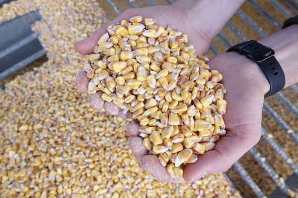 Corn production in Ukraine