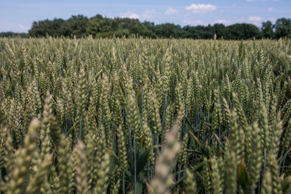 Corn production in Ukraine