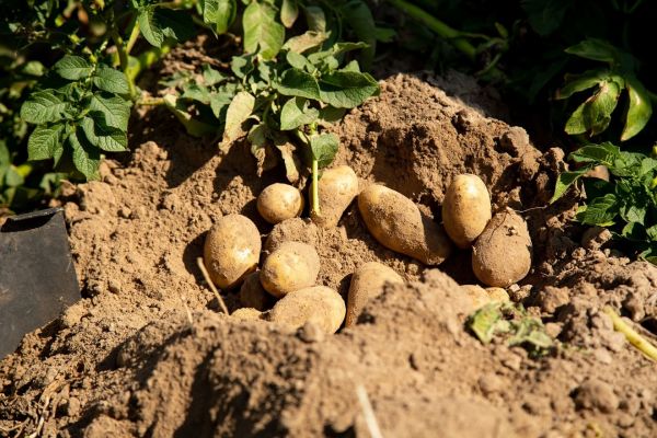 Potato cultivation in Ukraine