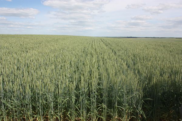 Производство пшеницы на поле компании «Волынь-Зерно-Продукт»