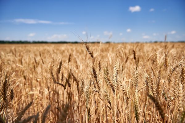Wheat field in Ukraine