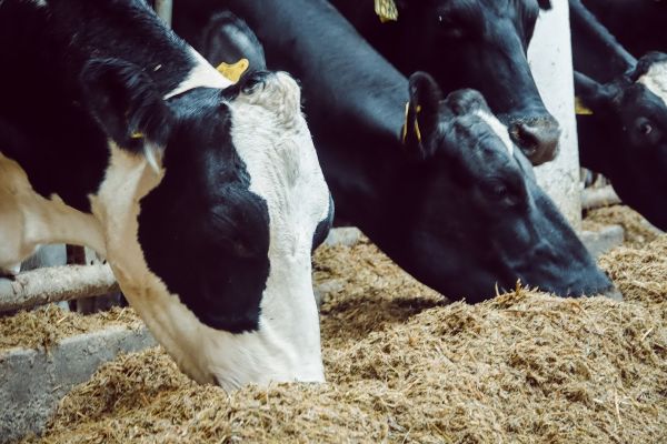 Dairy cows at a farm in Ukraine