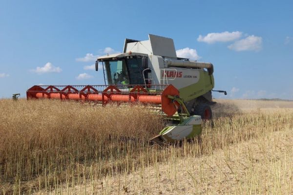 Agrotrade harvesting winter rapeseed in Chernihiv region