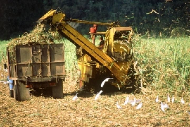 Уборка сахарного тростника