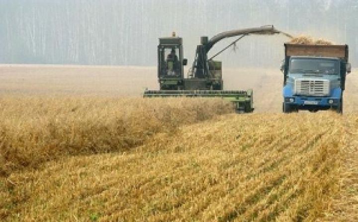 Новый урожай ударит по аграриям. На украинском зерновом рынке продолжается обвал цен