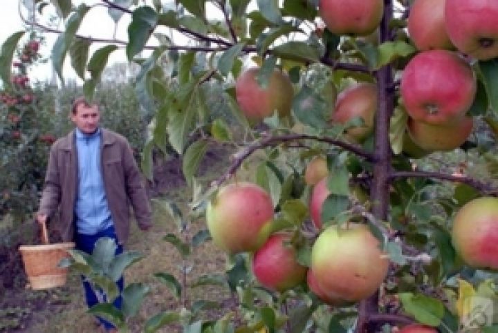 Страна приближается к европейским лидерам по выращиванию яблок