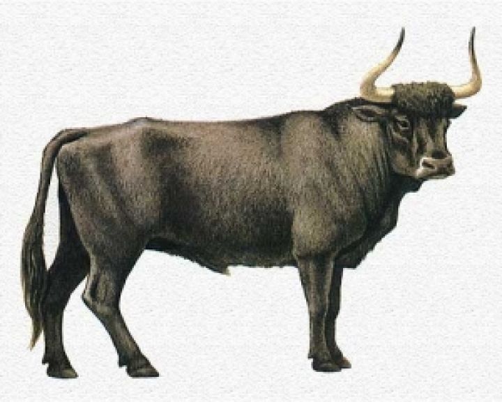 Испанских бойцовых быков забивают на мясо