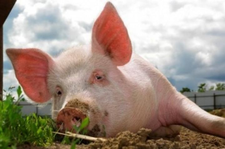 В Тернопольской области на свиноферме задохнулись 400 поросят 