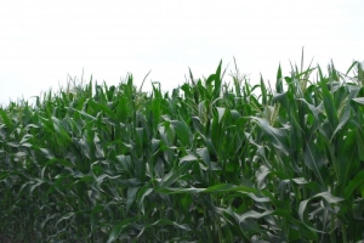 США. Отсутствие осадков может повредить кукурузе