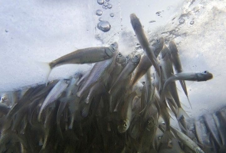 В Украине сократились объемы вылова рыбы