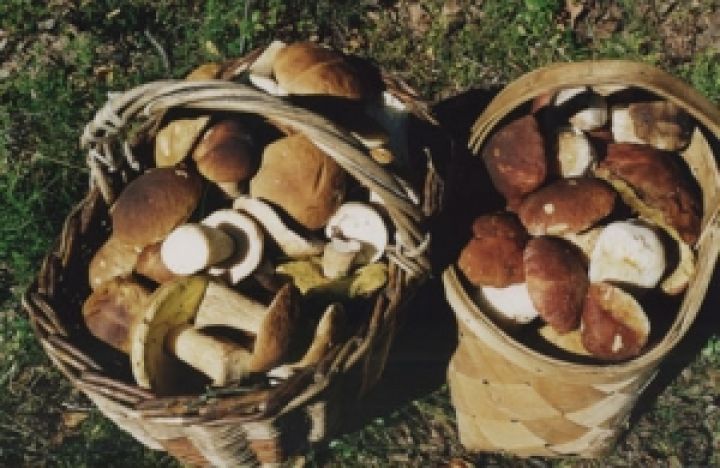 Украинцам объяснили, кто устанавливает нормы на сбор грибов и ягод
