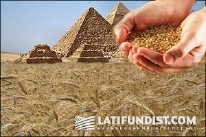 Египет закупил очередную партию украинского зерна