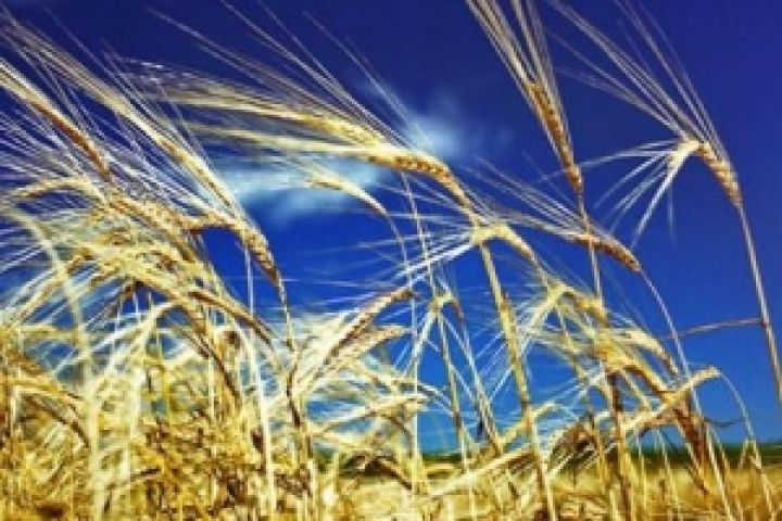 Государство будет компенсировать аграриям до 50% за страхование посевов озимой пшеницы