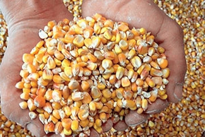 Хорватия планирует ввести экспортные пошлины на зерно