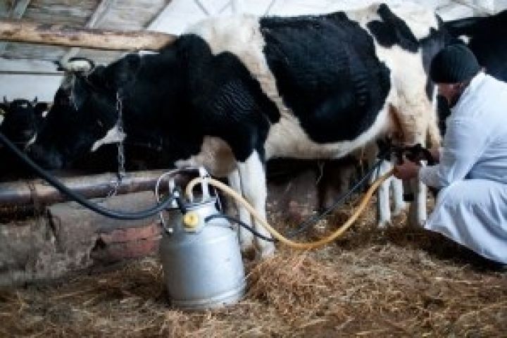 Производство молока в Украине вырастет впервые с 2005 года 