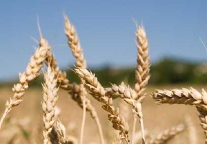 В октябре цена на зерно может снизиться, несмотря на прогноз Минагропрода