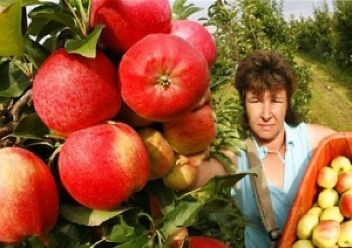 За последние 5 лет в Украине средняя урожайность яблок увеличилась на 50%