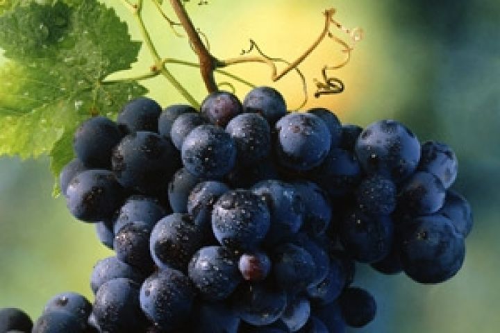 Обьем закупок винограда в Армении в 2012 году вырос на 23,4% 