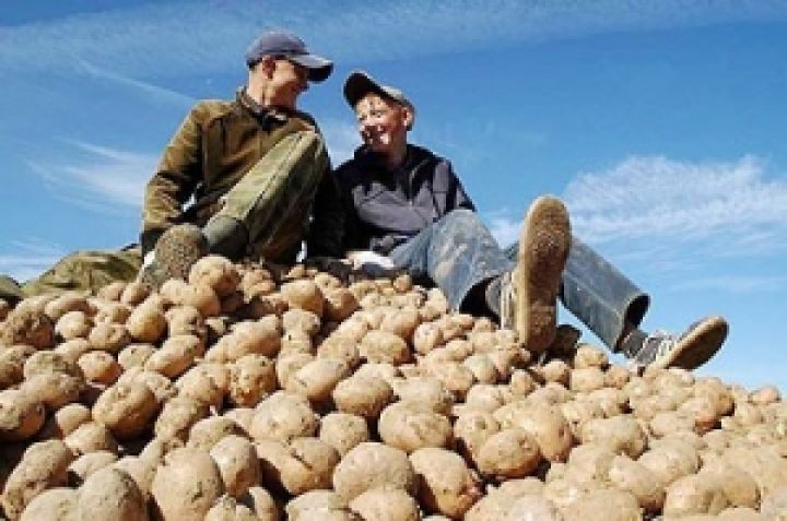 Минагропрод оценивает урожай картофеля в 22,4 млн. тонн 