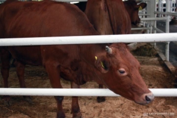 UkrLandFarming намерен импортировать американский скот