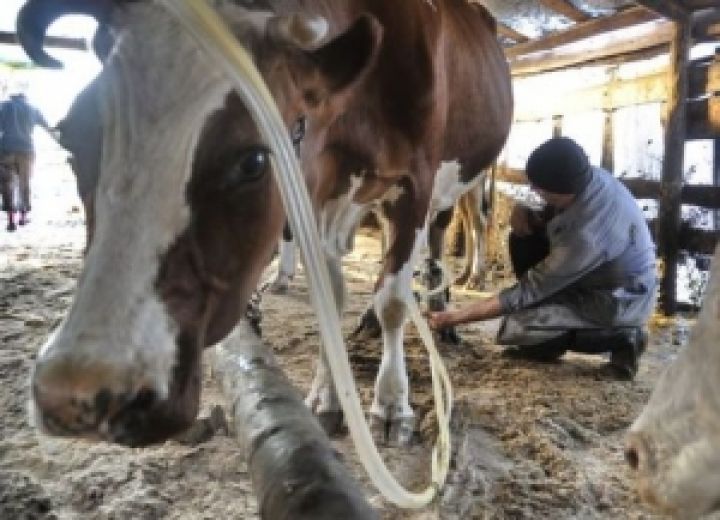 В Крыму запустят современную молочную ферму за 16,9 млн долларов