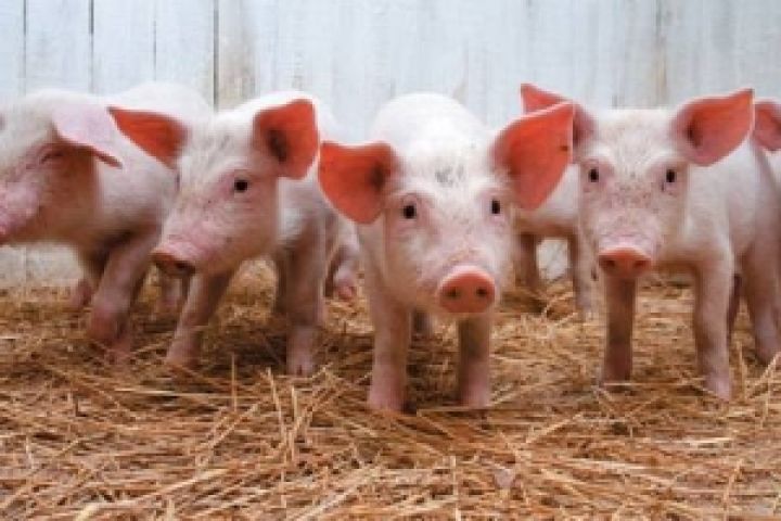 Компания Колесникова в 2013 году планирует забить 420 тыс. откормленных свиней 