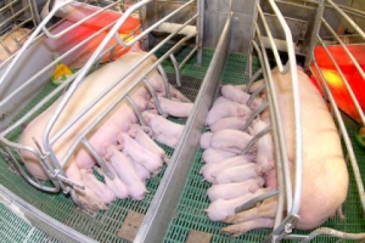 KSG Agro инвестирует в свинокомплекс $50 млн